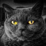 ハロウィンコスプレで猫の衣装をする人が多い理由と不思議な話し